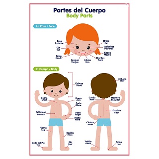 Lamina Partes Del Cuerpo Y Prendas